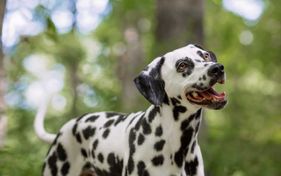happy-dog.