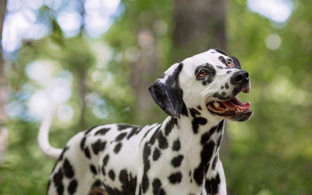 happy-dog.