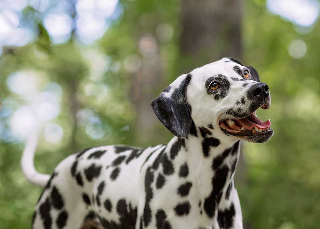 happy-dog.