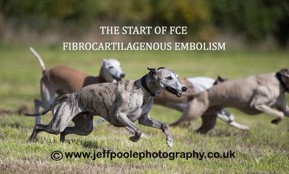 Willow Veterinary Clinic - Ethan's Story - Fibrocartilaginous Embolism (FCE)