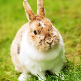 rabbit