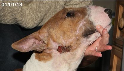 Willow Veterinary Clinic - Sandy's Story - Bite Wounds