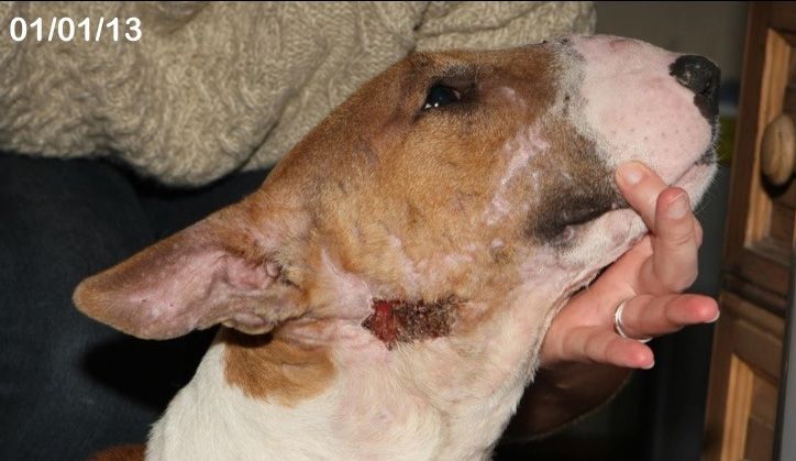 Willow Veterinary Clinic - Sandy's Story - Bite Wounds