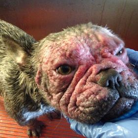 Willow Veterinary Clinic - Reggie's Story - Treatment of Demodectic Mange