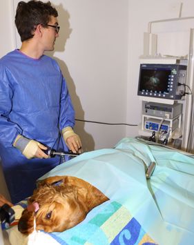 Willow Veterinary Clinic - Key Hole Surgery