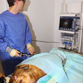 Willow Veterinary Clinic - Key Hole Surgery