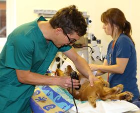 Willow Veterinary Clinic - Key Hole Surgery