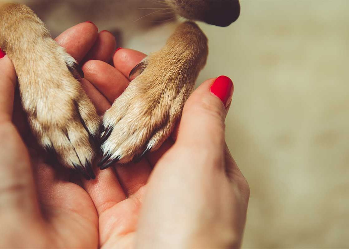 1280-holding-dogs-hands