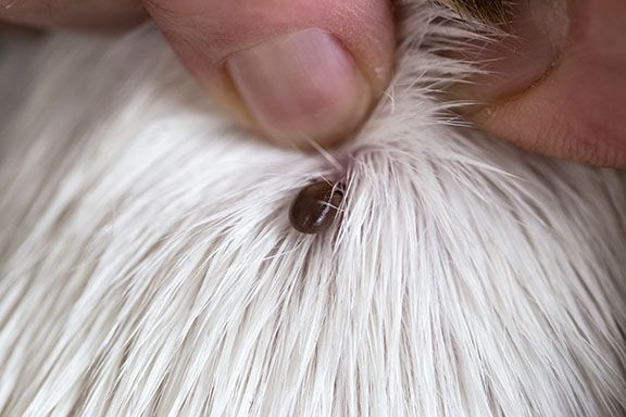Willow Veterinary Clinic - Ticks