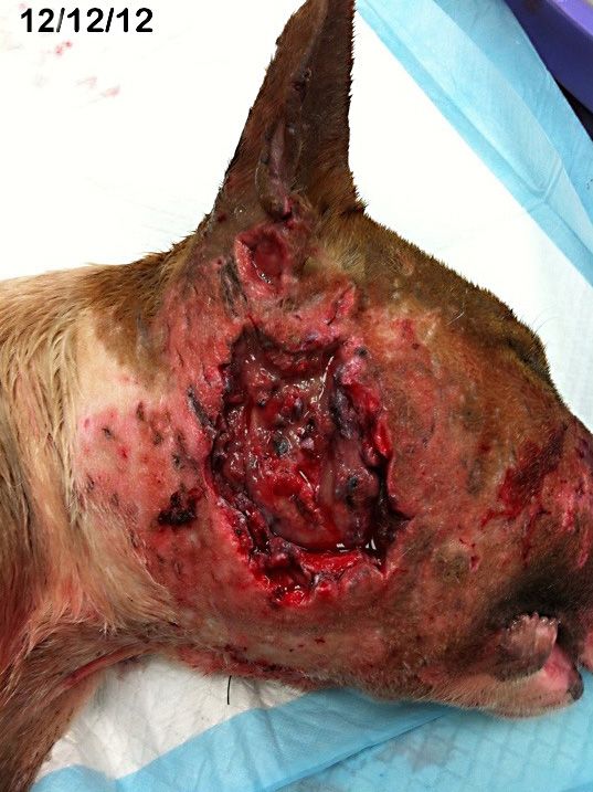 Willow Veterinary Clinic - Sandy's Story - Bite Wounds