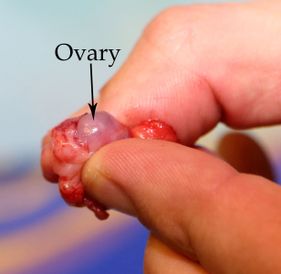 Willow Veterinary Clinic - Key Hole Surgery