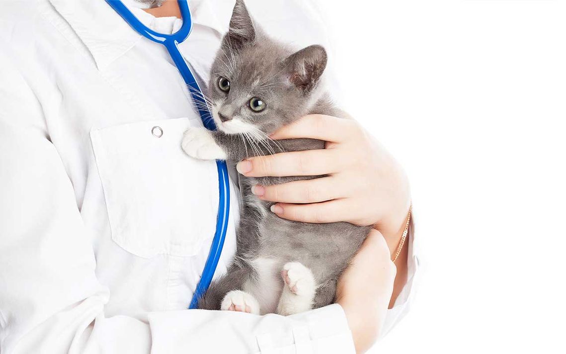vet-holding-kitten