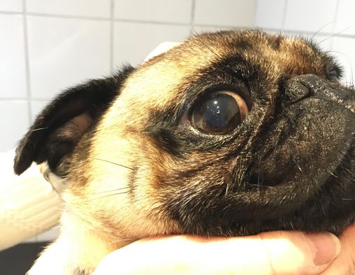 Willow Veterinary Clinic - Arther's Story - Pigmentary Keratopathy