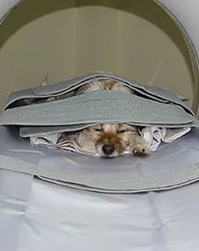 Willow Veterinary Clinic - CT Scan