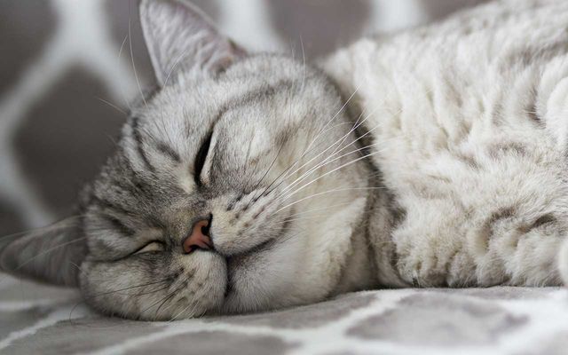 sleeping-cat