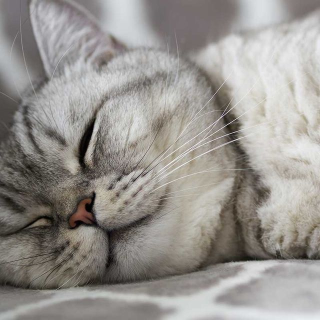 sleeping-cat