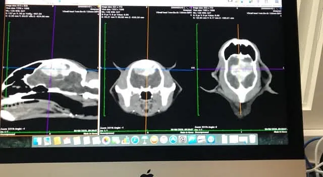 CT Scan Photos