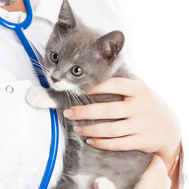 vet-holding-kitten5