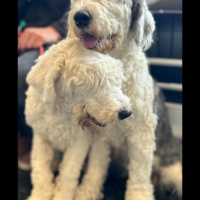 Old English Sheepdogs booster vaccine