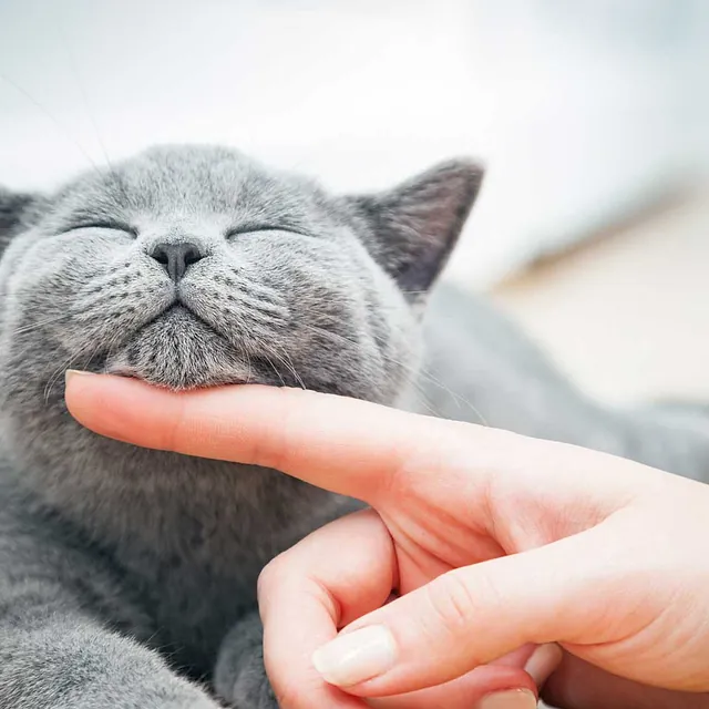 happy-cat