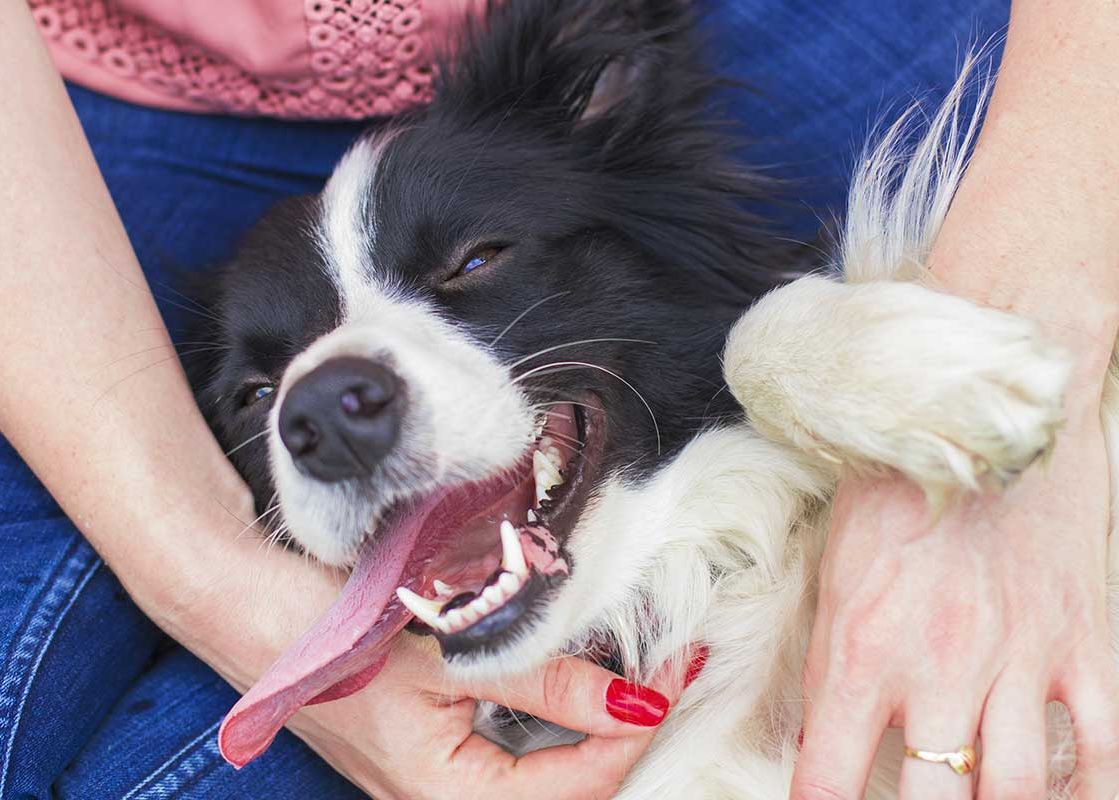 smiling-dog
