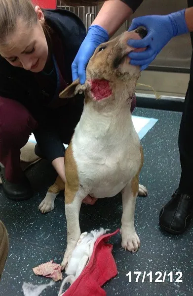 Willow Veterinary Clinic - Sandy's Story - Bite Wounds