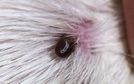 Willow Veterinary Clinic - Ticks