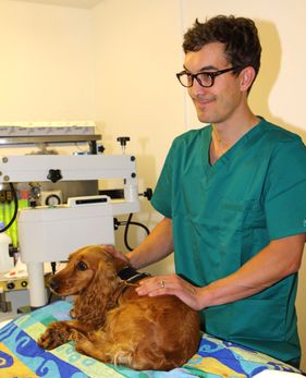 dog and vet
