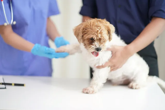 Puppy being examined by a vet
