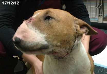 Willow Veterinary Clinic - Sandy's Story - Bite Wounds