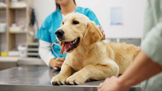 Dog on table at vets