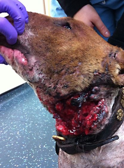 Willow Veterinary Clinic - Sandy's Story - Bite Wounds