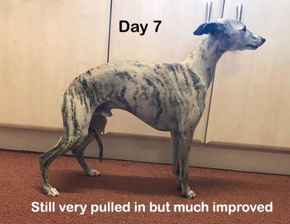 Willow Veterinary Clinic - Ethan's Story - Fibrocartilaginous Embolism (FCE)