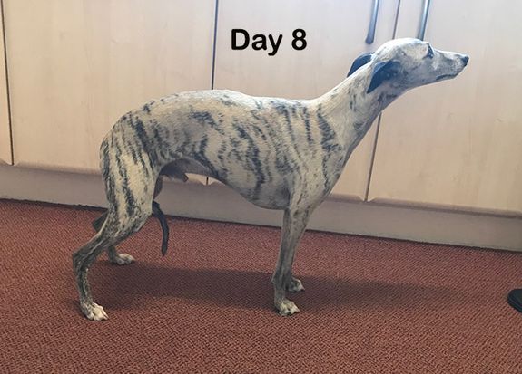 Willow Veterinary Clinic - Ethan's Story - Fibrocartilaginous Embolism (FCE)