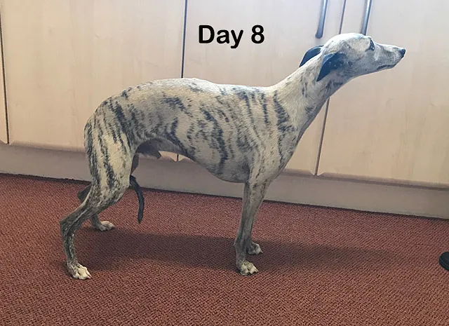 Willow Veterinary Clinic - Ethan's Story - Fibrocartilaginous Embolism (FCE)
