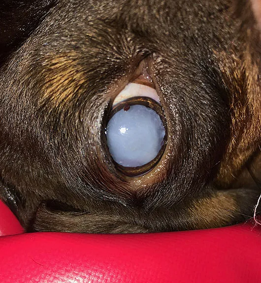 Willow Veterinary Clinic - Eye Surgery