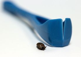 Willow Veterinary Clinic - Ticks