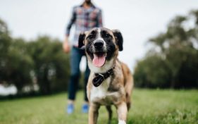 dog-and-owner