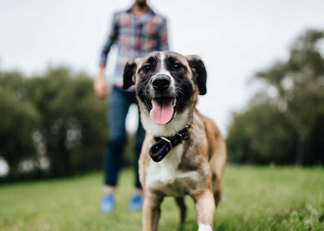 dog-and-owner