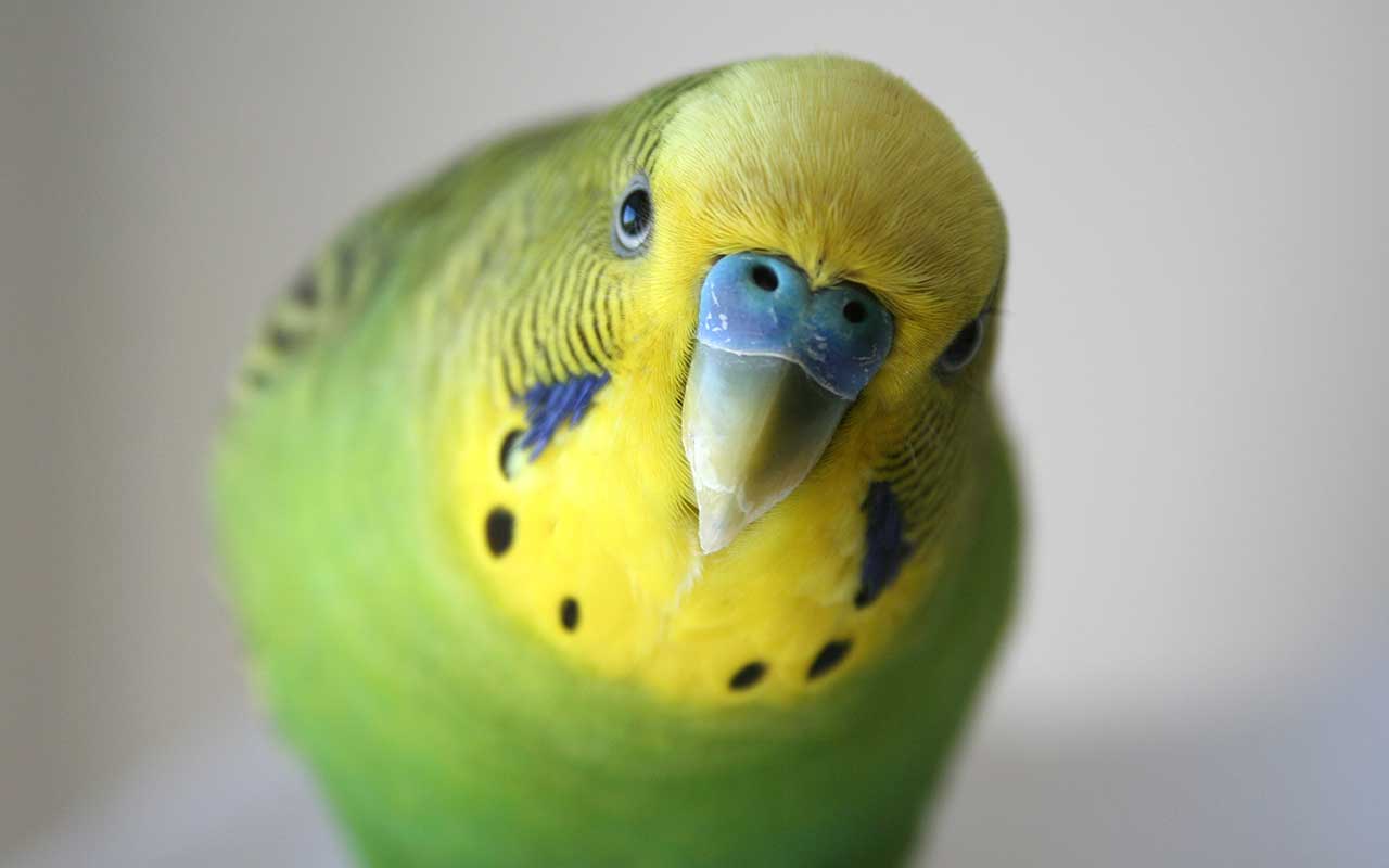 happy-Parakeet
