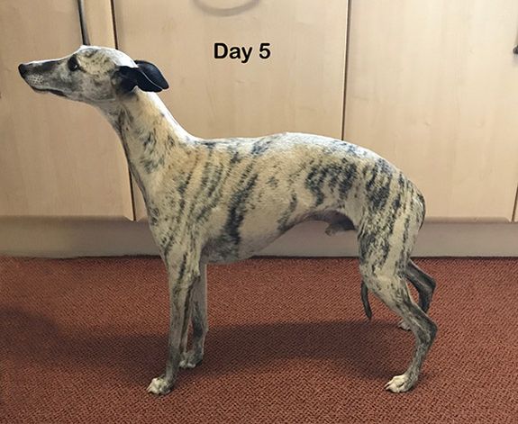 Willow Veterinary Clinic - Ethan's Story - Fibrocartilaginous Embolism (FCE)