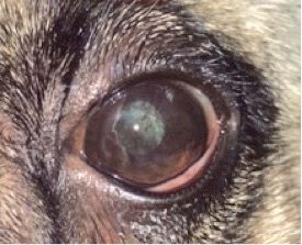 Willow Veterinary Clinic - Arther's Story - Pigmentary Keratopathy