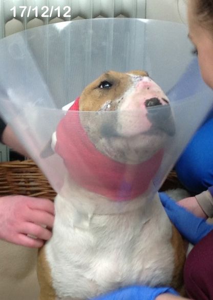 Willow Veterinary Clinic - Sandy's Story - Bite Wounds