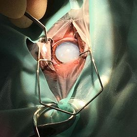 Willow Veterinary Clinic - Cataract Surgery