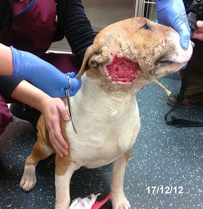 Willow Veterinary Clinic - Sandy's Story - Bite Wounds