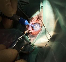 Willow Veterinary Clinic - Cataract Surgery