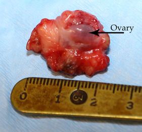 Willow Veterinary Clinic - Key Hole Surgery