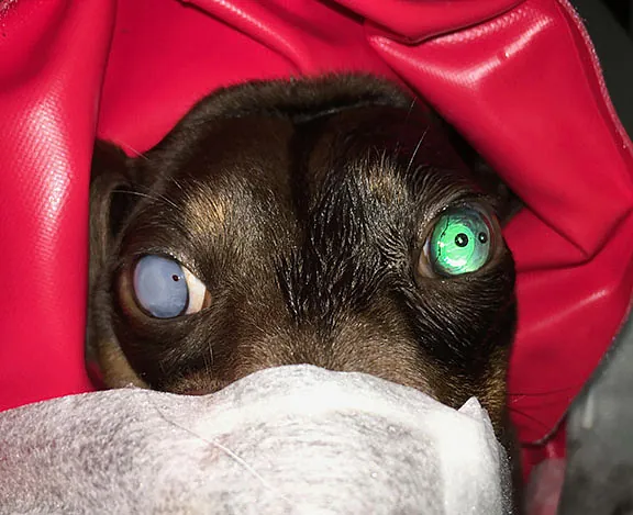 Willow Veterinary Clinic - Cataract Surgery