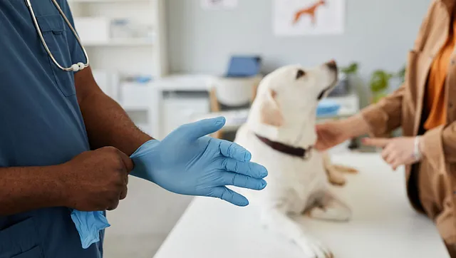 Emergency Vet