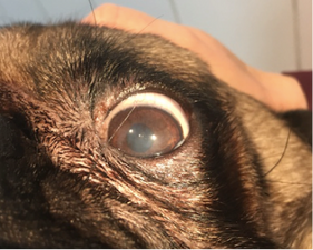 Willow Veterinary Clinic - Arther's Story - Pigmentary Keratopathy